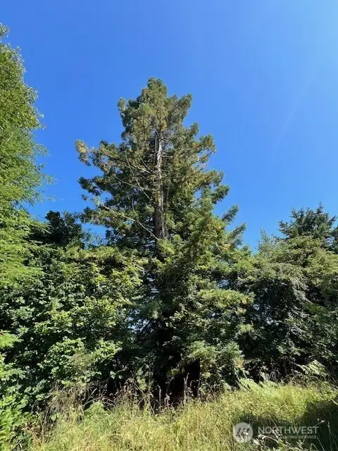 Big Redwood Tree standing tall. Planted by seller approx.. 50 yrs ago.