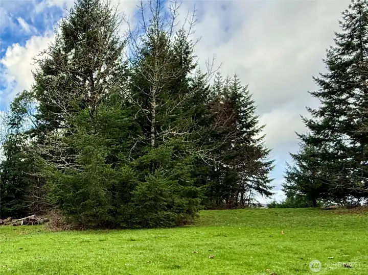 View of 114 Skyview Rd, Woodland a 5 acre corner lot.