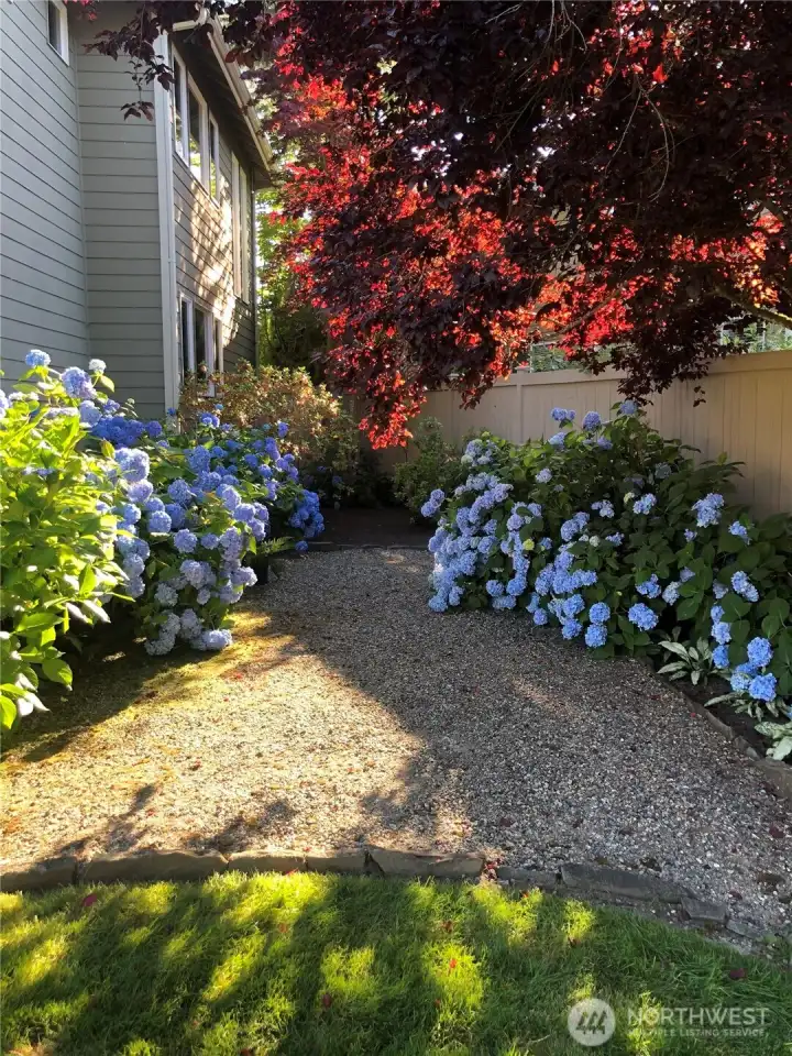 Backyard in full foliage.