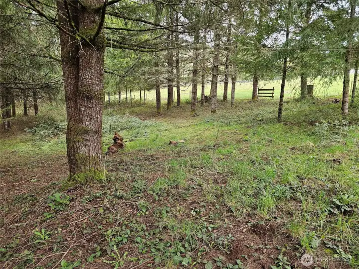 trails throughout your woodsey acreage