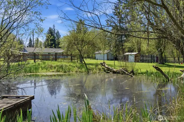 pond w plum trees