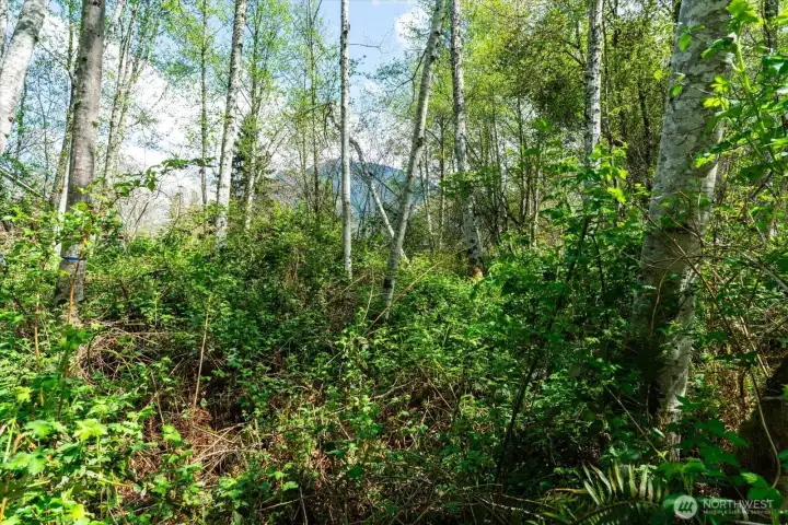 Unobstructed Mount Si Views from building envelope, with easy removal of small birch and alder trees.