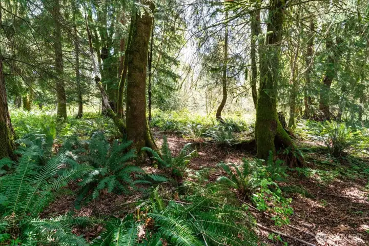 Old growth trees just beyond the building area create a picturesque and tranquil backdrop for your custom home.