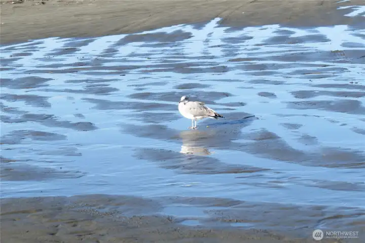 Imagine walking up to the sound of seagulls and the ocean air!