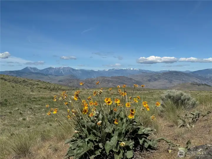 You HAVE to see the wildflowers!