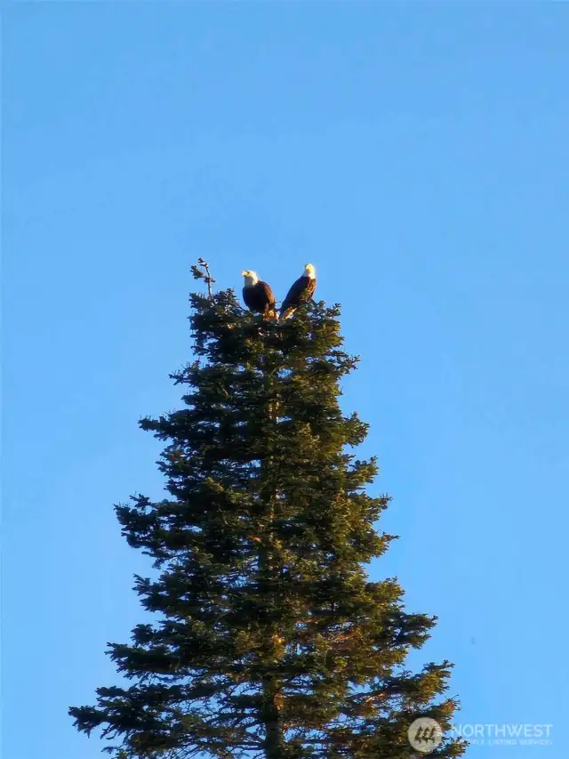 Nearby eagles nest that you can view from anywhere on this property.