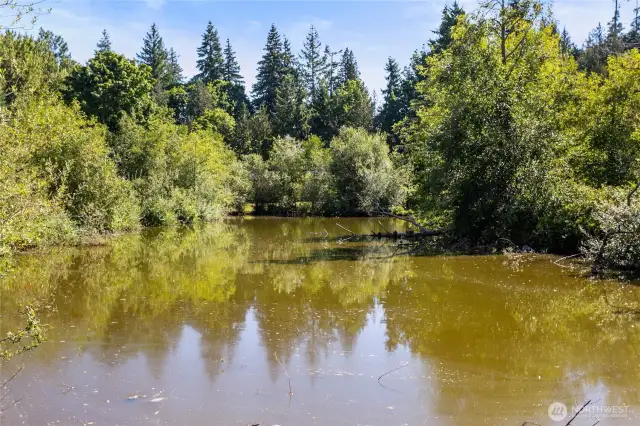 Pond in Mill Wheel Park.