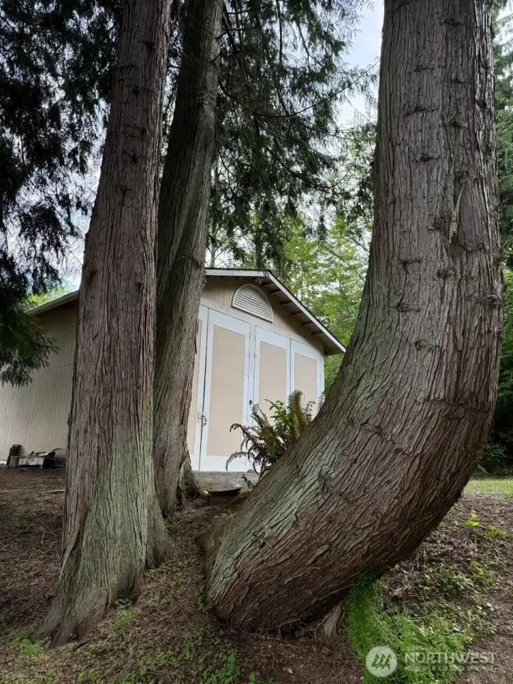 Amazing trees framing second garage/shop.