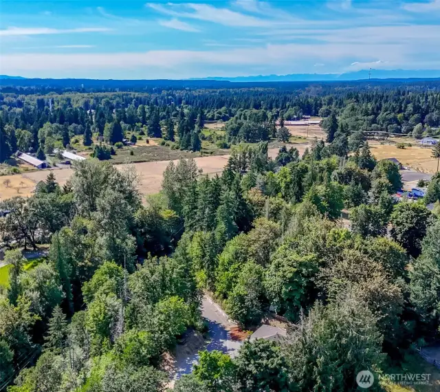 Property is the mature treed area with the bark just below the camera