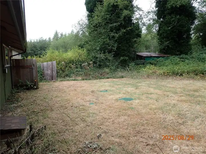Back yard