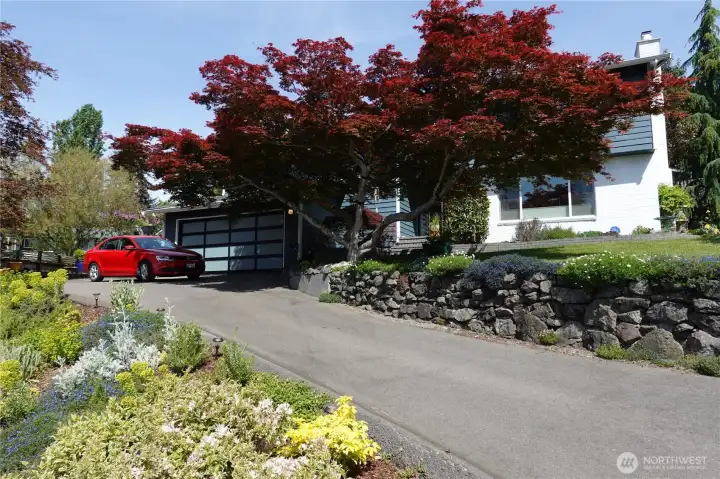 Japanese maple provides privacy