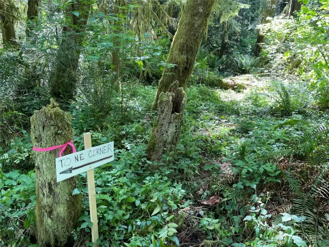 Right hand fork goes to South property line of Lot C. Actual corner is up the hill from flagged tree.