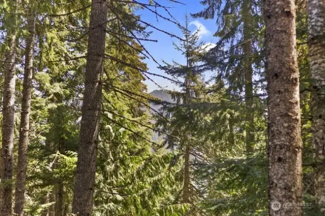 Views from the deck