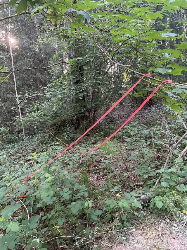 Flagging tape along easement leading to both well heads