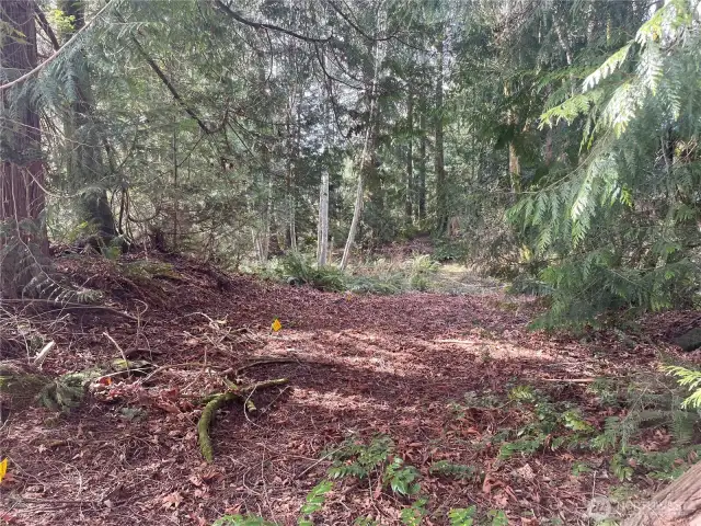 View facing West on approximate North Property Line in Cedar Trees
