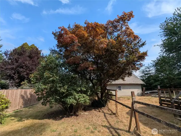 Great looking maple tree in the middle of the side yard. The fence on the far eft is the end of the property.