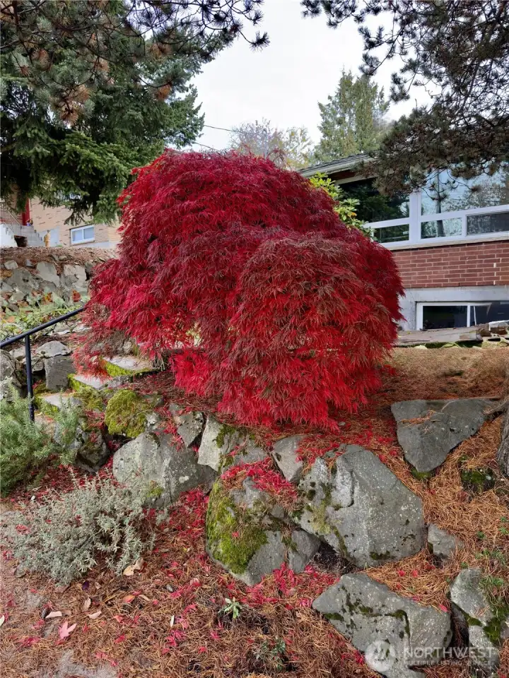 This maple tree is so beautiful!