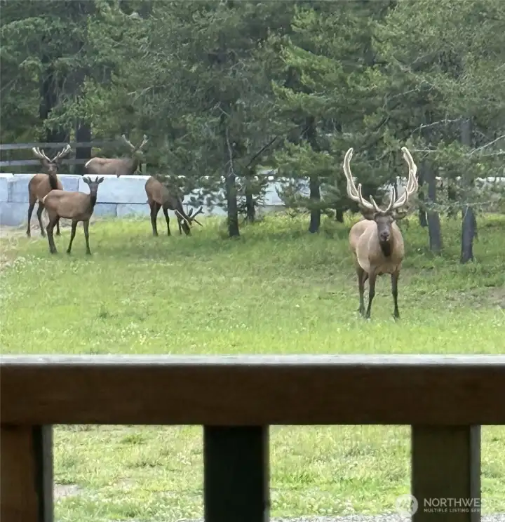 Just some local visitors popping by to say hello.