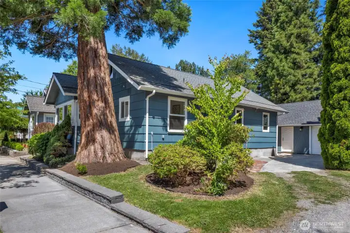 Classic Snoqualmie home framed by mature landscaping and a remarkable giant sequoia. Classic Snoqualmie home framed by mature landscaping and a remarkable giant sequoia.