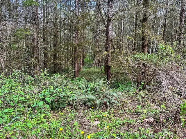 Flat building lot that slopes down to Huge Creek.