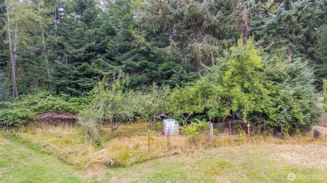Small orchard-like area with fruit trees.