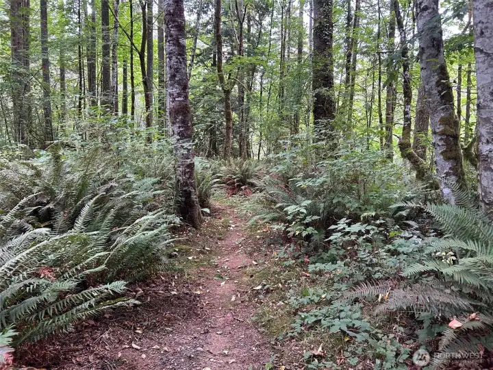 Beautiful fern lined trail to the creek!