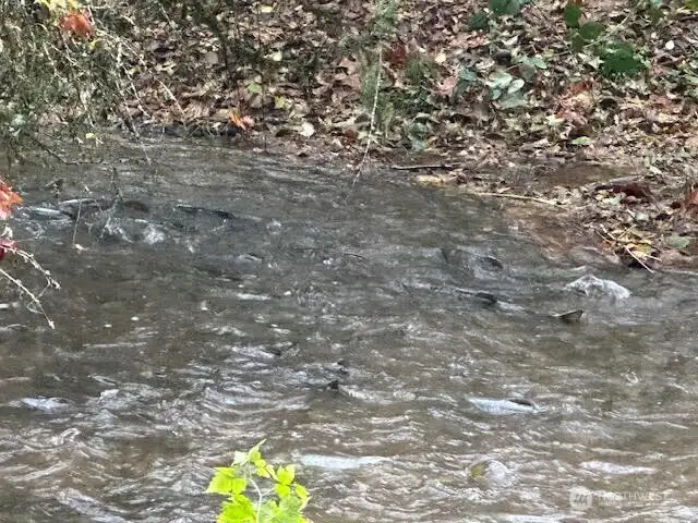 Creek full of salmon!
