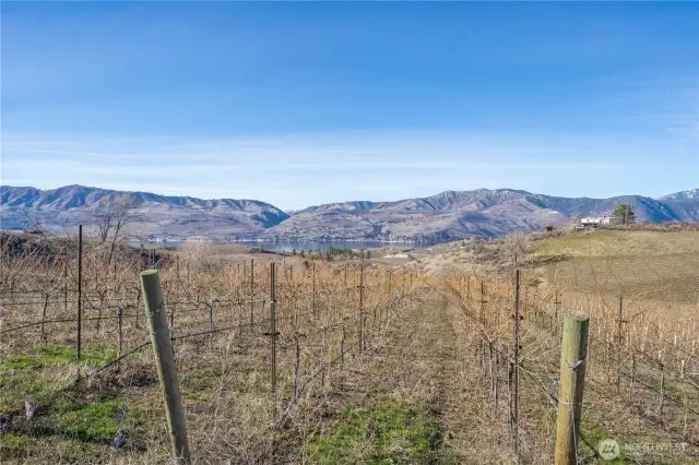Even the vines enjoy the view!