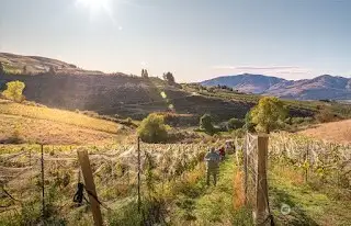 Oversite and protection of the vines makes for a great harvest.