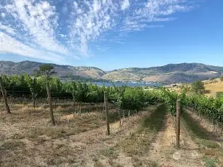 Once in full bloom, nature and good management yields bountiful grapes.