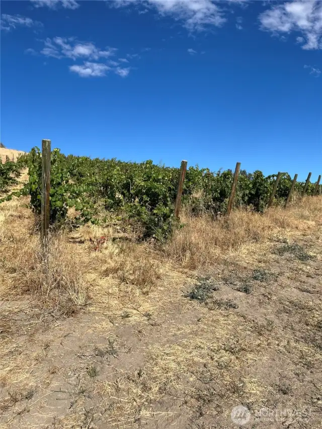 If you're not into farming grapes....someone else can do it for you.  The best of both worlds.....the benifits of the beauty and quites, the views and not having to toil the soil to enjoy the fruit of the vine.