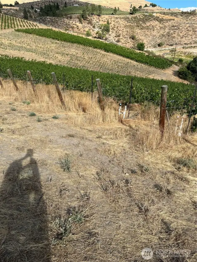 There are only 4+ acres planted on this 14+ parcel.....that leaves you 10 acres to grow your dream home.