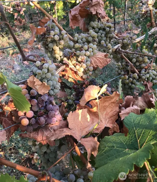 Production of quality grapes just one of the many bonuses that come with the acreage, privacy and the many views!