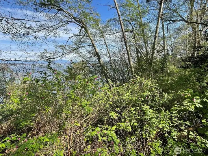 Once the brush & a few trees are cleared, you'll have an amazing water, Everett & snow capped mountain view!