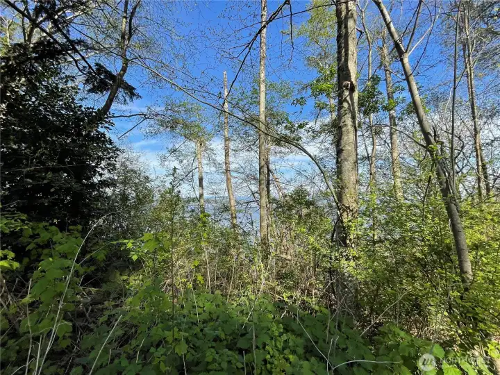 Once the brush & a few trees are cleared, you'll have an amazing water, Everett & snow capped mountain view!