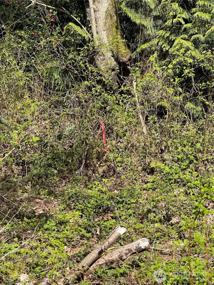 Pink ribbon is approximate SW property corner.