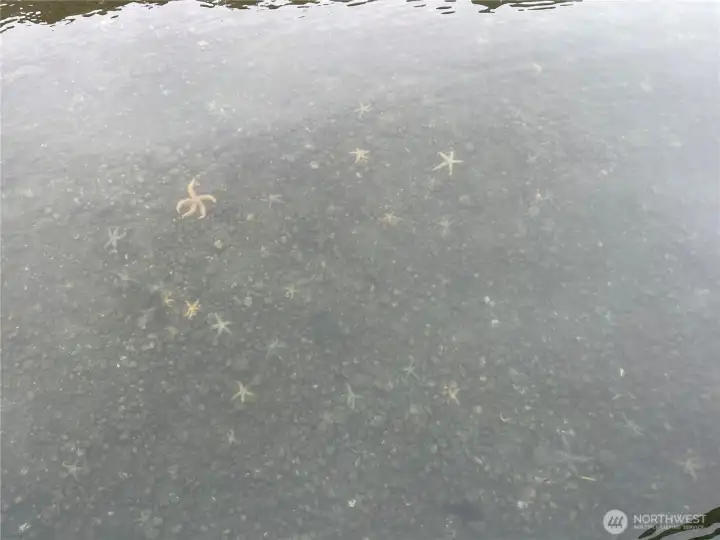 More wildlife, lots of starfish.
