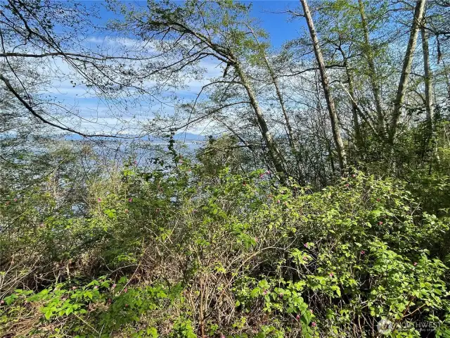 Once the brush & a few trees are cleared, you'll have an amazing water, Everett & snow capped mountain view!