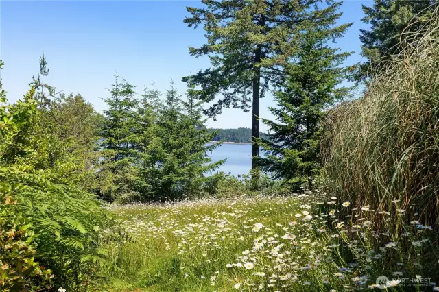 Lower daisy field