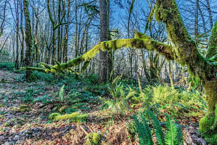 Moss covered trees are so beautiful.