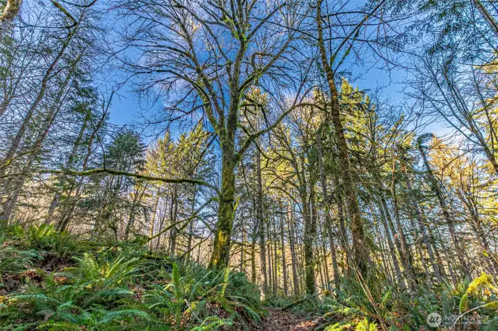 Sunlit treetops look like the start of a impressionist painting.