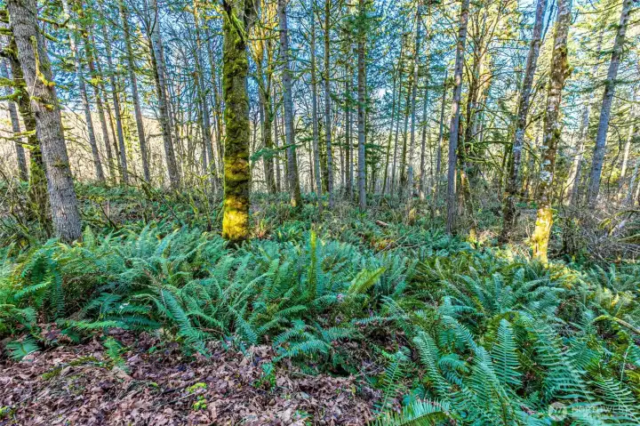 A sea of green ferns