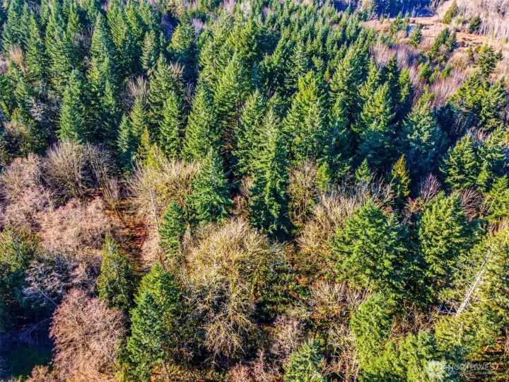 Open area to the right is the neighboring property