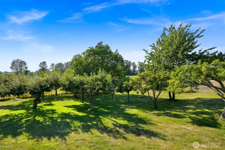 Many fruit trees on the property Many fruit trees on the property