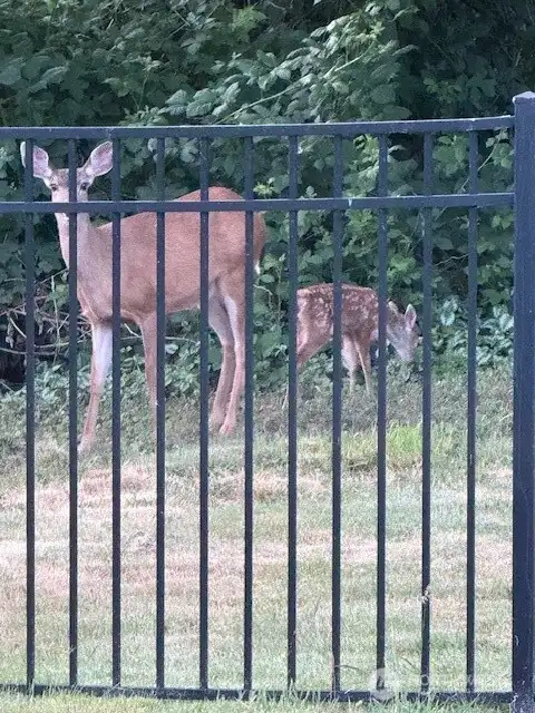 A sweet resident deer family—just one of many wildlife friends who stop by to say hello.