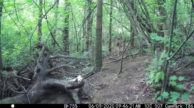 Trail-cam shot of wildlife!