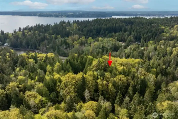 Tall Fir trees, Cedar and an abundance of Maples plus wonderful ground cover are ready for your dream home!