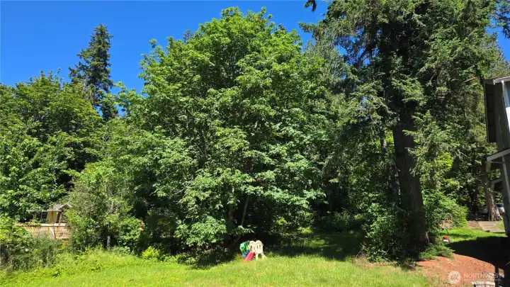 looking East from the lower portion of the lot