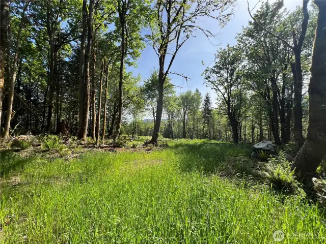 Cleared homesite for your dream home or cabin.