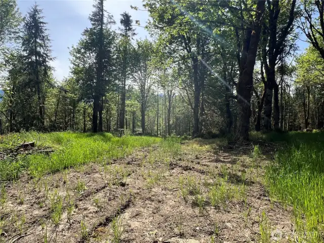 Several clearings for gardens or structures.
